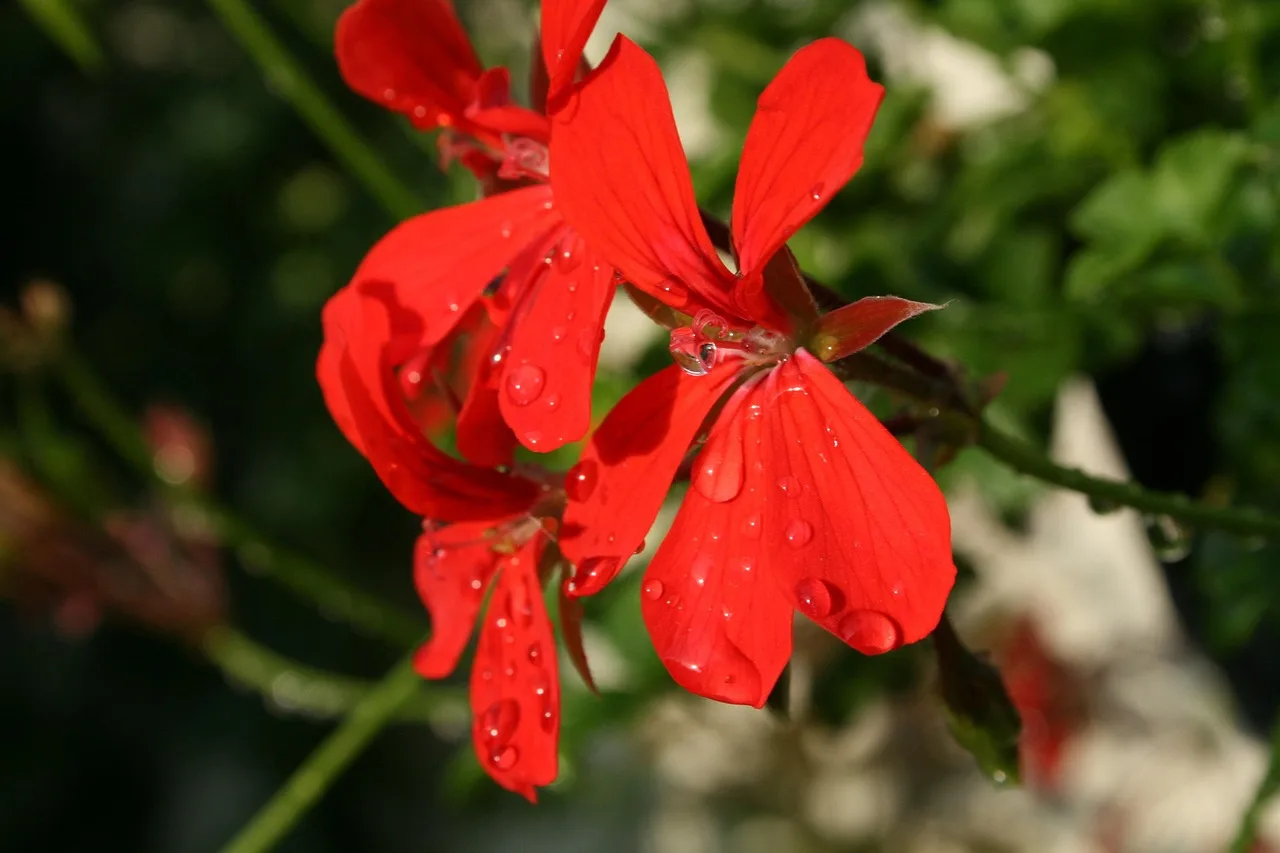 Sarkan pelargonium çiçeği - yaz çiçeği balkonda