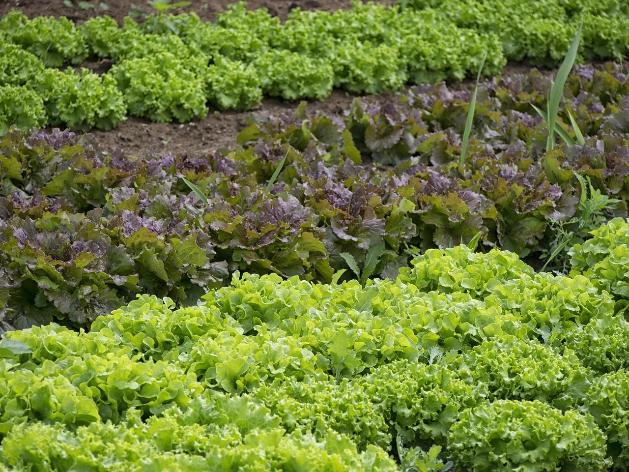 Sebze bahçesi içinde taze salata toplama anı