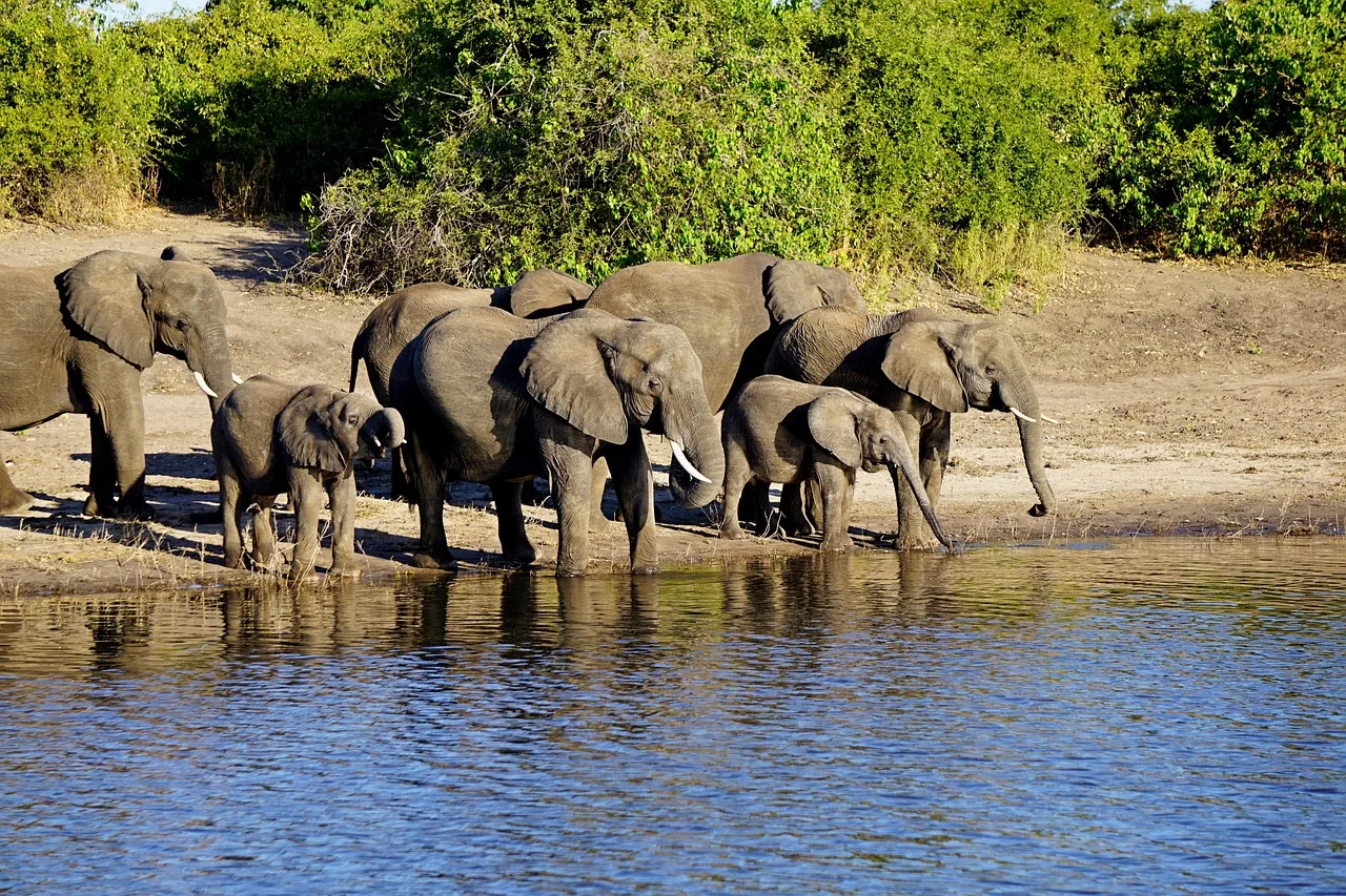 Şefalı Afrika fili - Chobe Milli Parkı
