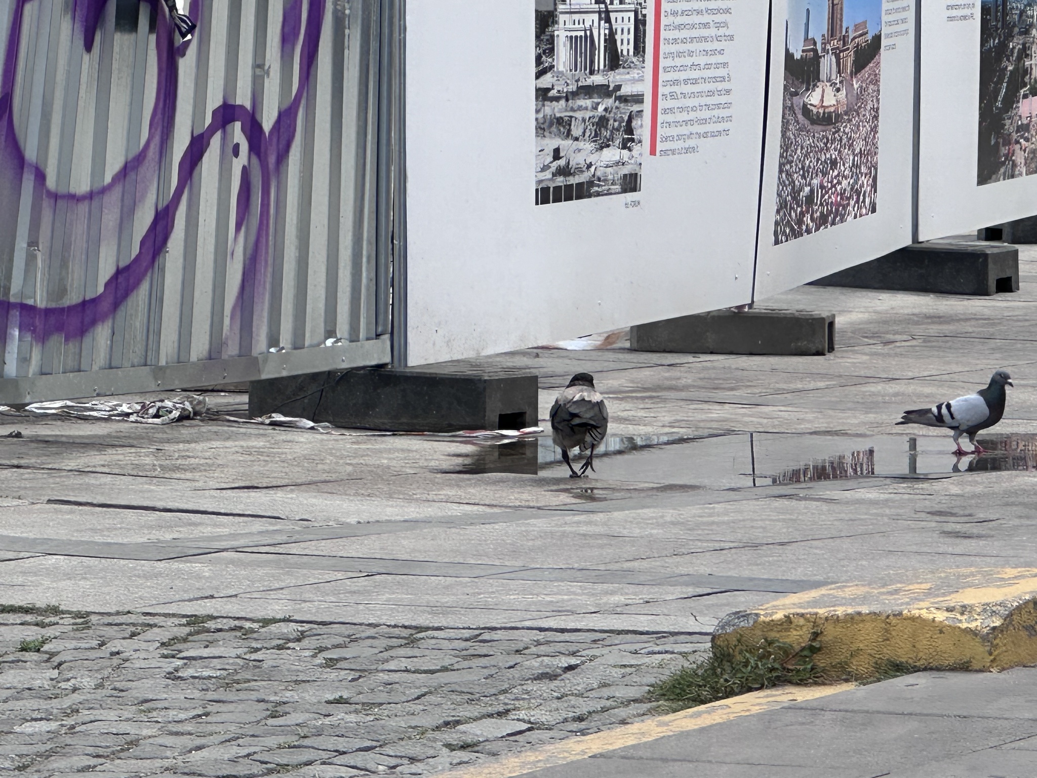 şehir sokaklarında su birikintisi kenarındaki güvercinler ve fotoğraf panoları şehir sokaklarında su birikintisi kenarındaki güvercinler ve fotoğraf panoları