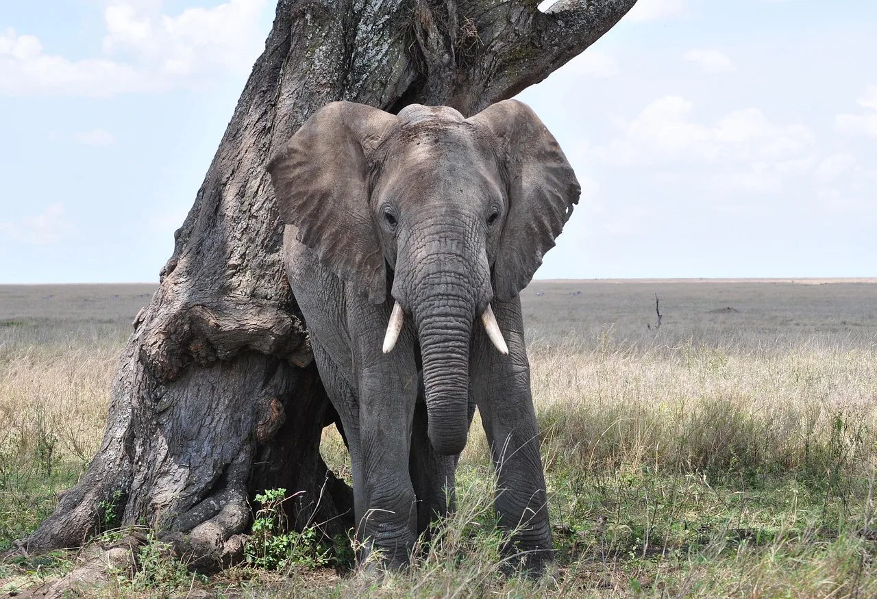 Serengeti fili savanada yürürken - vahşi Afrika