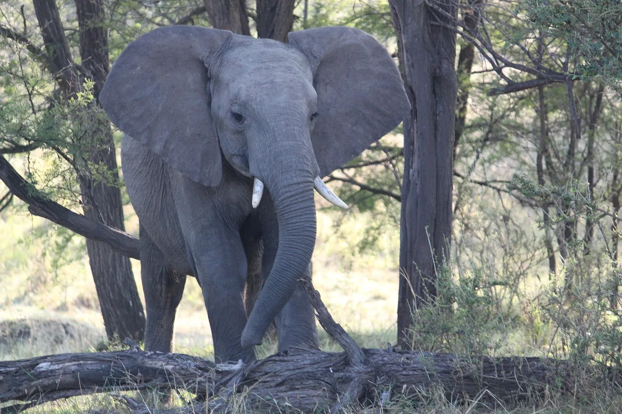 Serengeti savanında dev fil silueti