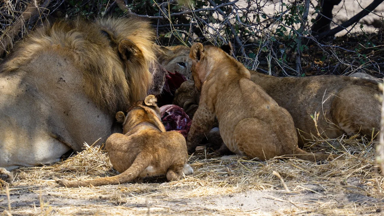 Serengeti vahşi alanında av peşinde aslan