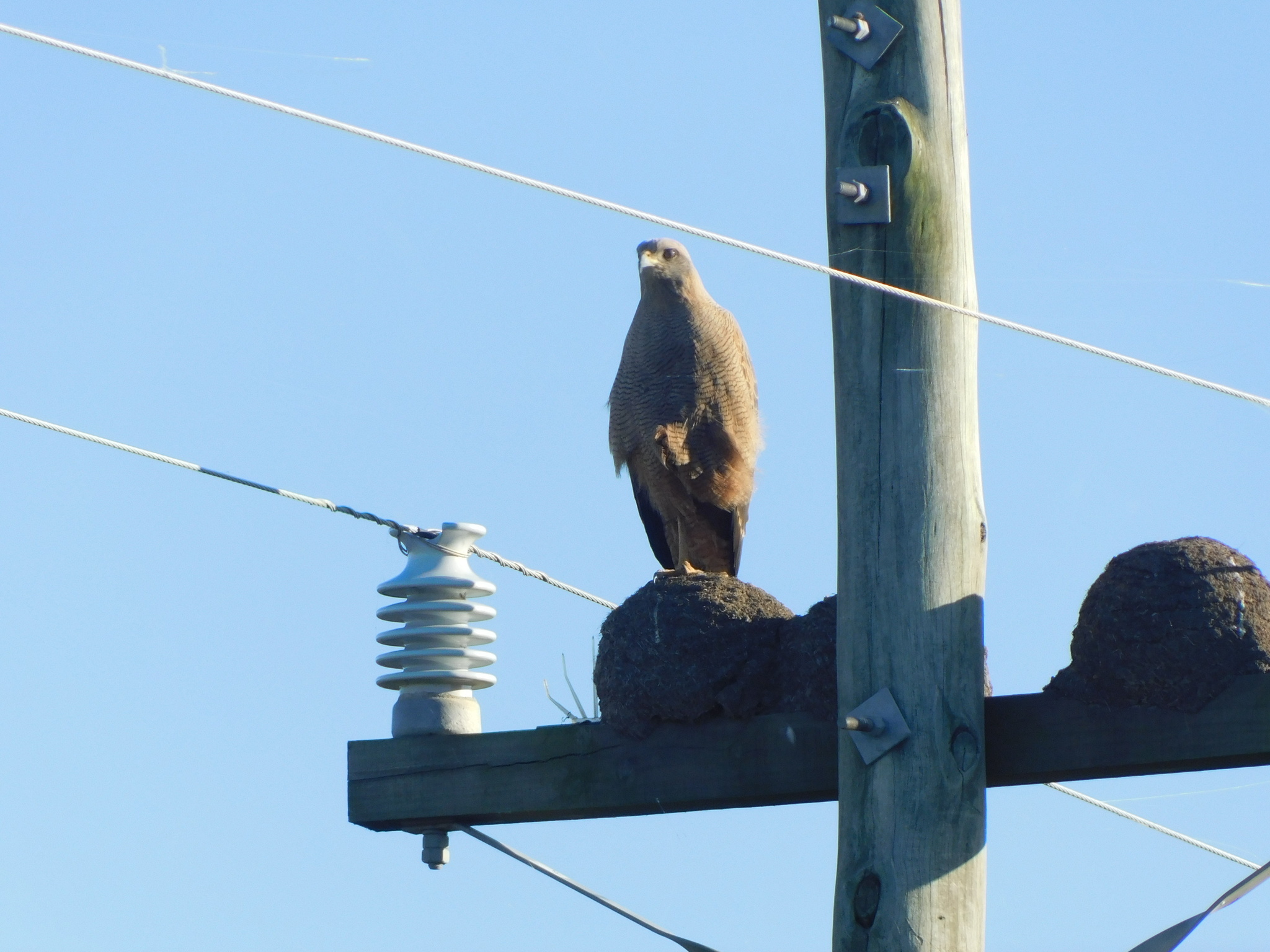 Sessiz Bekleyiş: Elektrik Direğinde Tüneyen Yırtıcı Kuşun Portresi