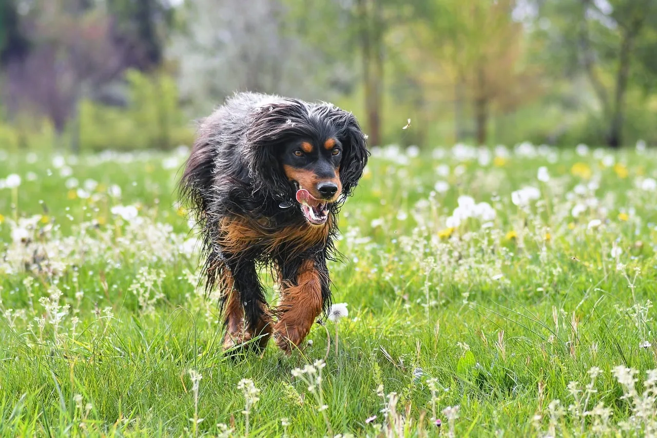 Setter köpeği çiçekli çayırda koşuyor Setter köpeği çiçekli çayırda koşuyor
