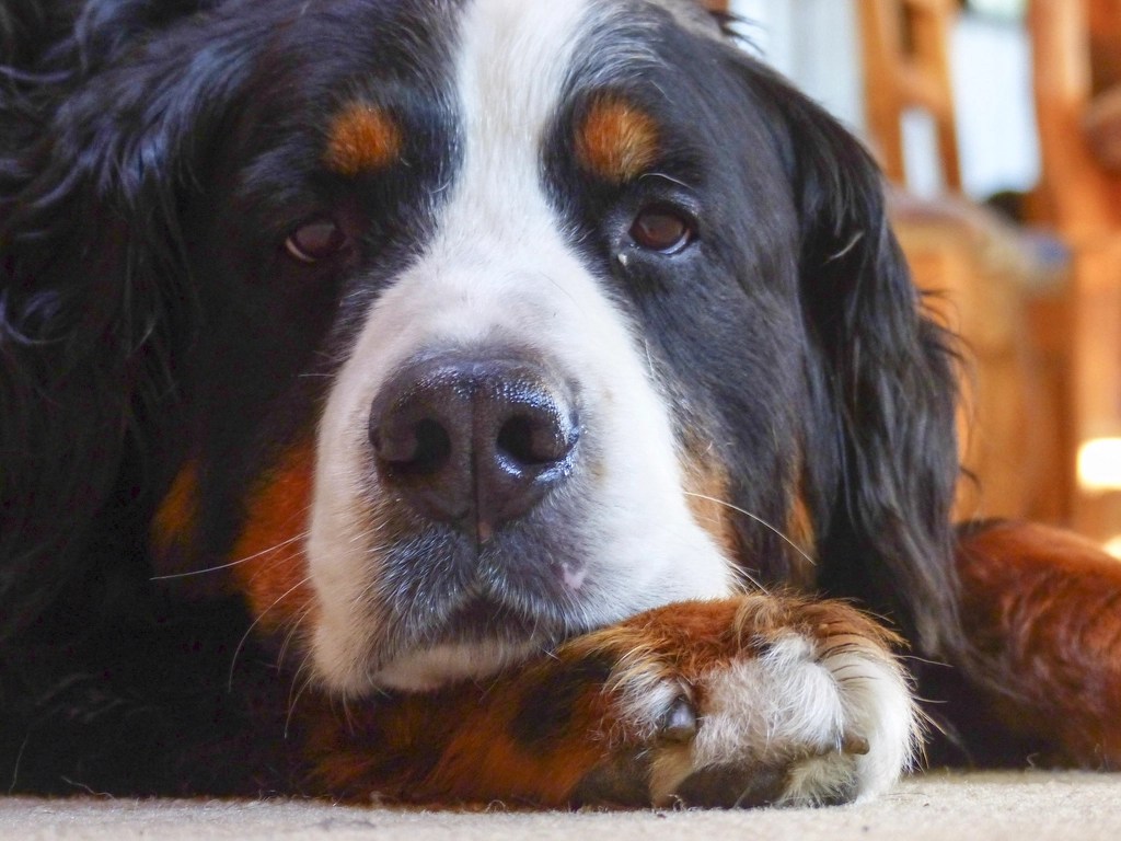 Sevimli Bernese Mountain Dog Cinsi Köpeğin Yüzüne Yakın Çekim Duygusal Anı Sevimli Bernese Mountain Dog Cinsi Köpeğin Yüzüne Yakın Çekim Duygusal Anı