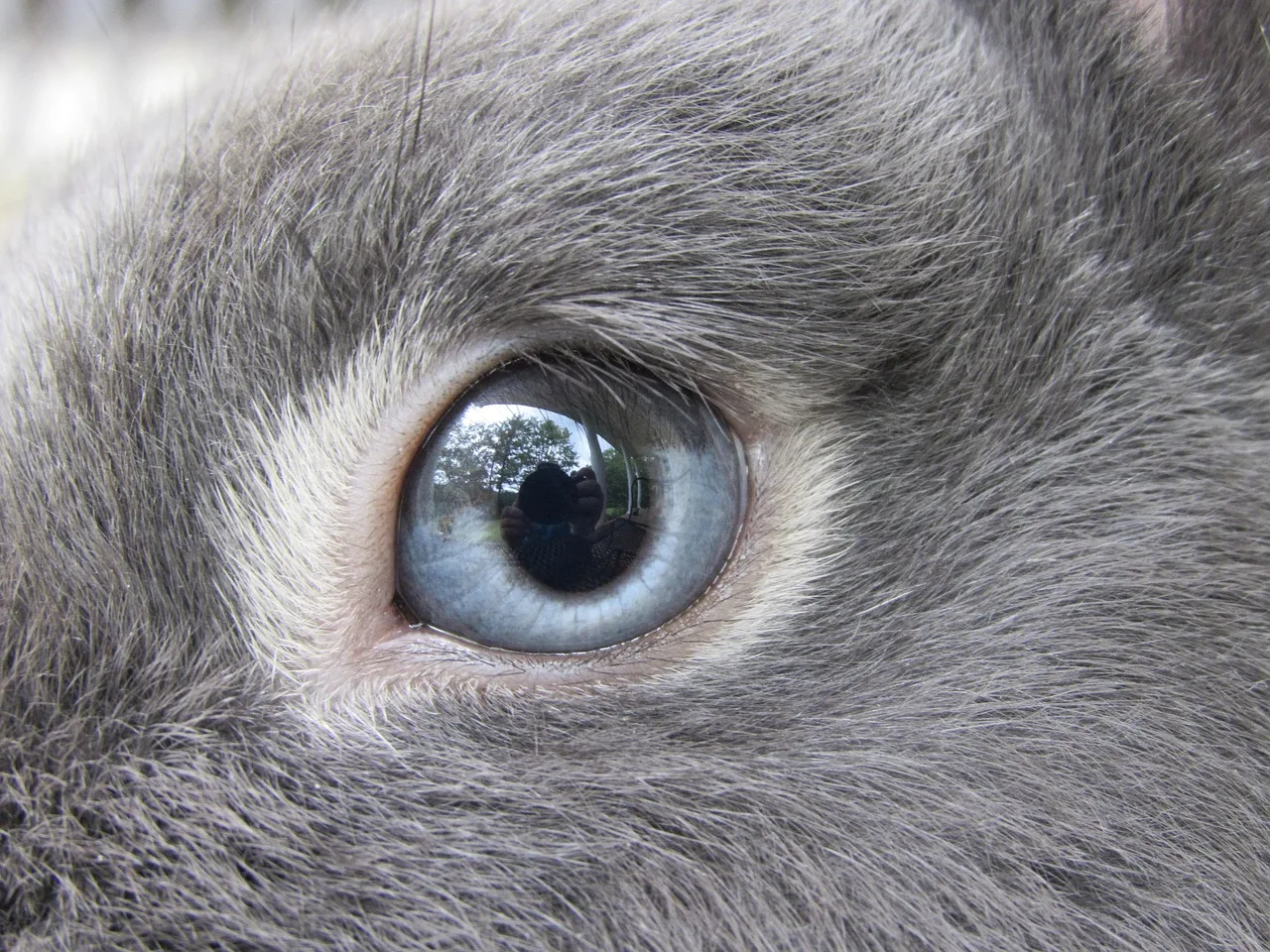 Sevimli gri Netherland Dwarf tavşanı portresi