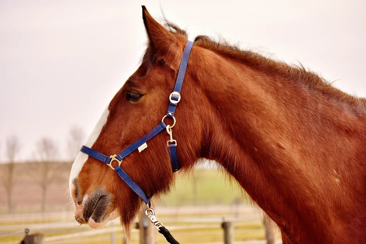 Shire ata doğal çayırda galop - büyük at