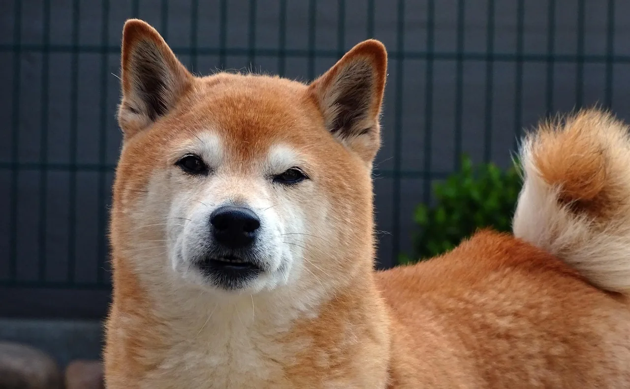 Şiba köpeği baş portresi - doğada sevimli evcil hayvan