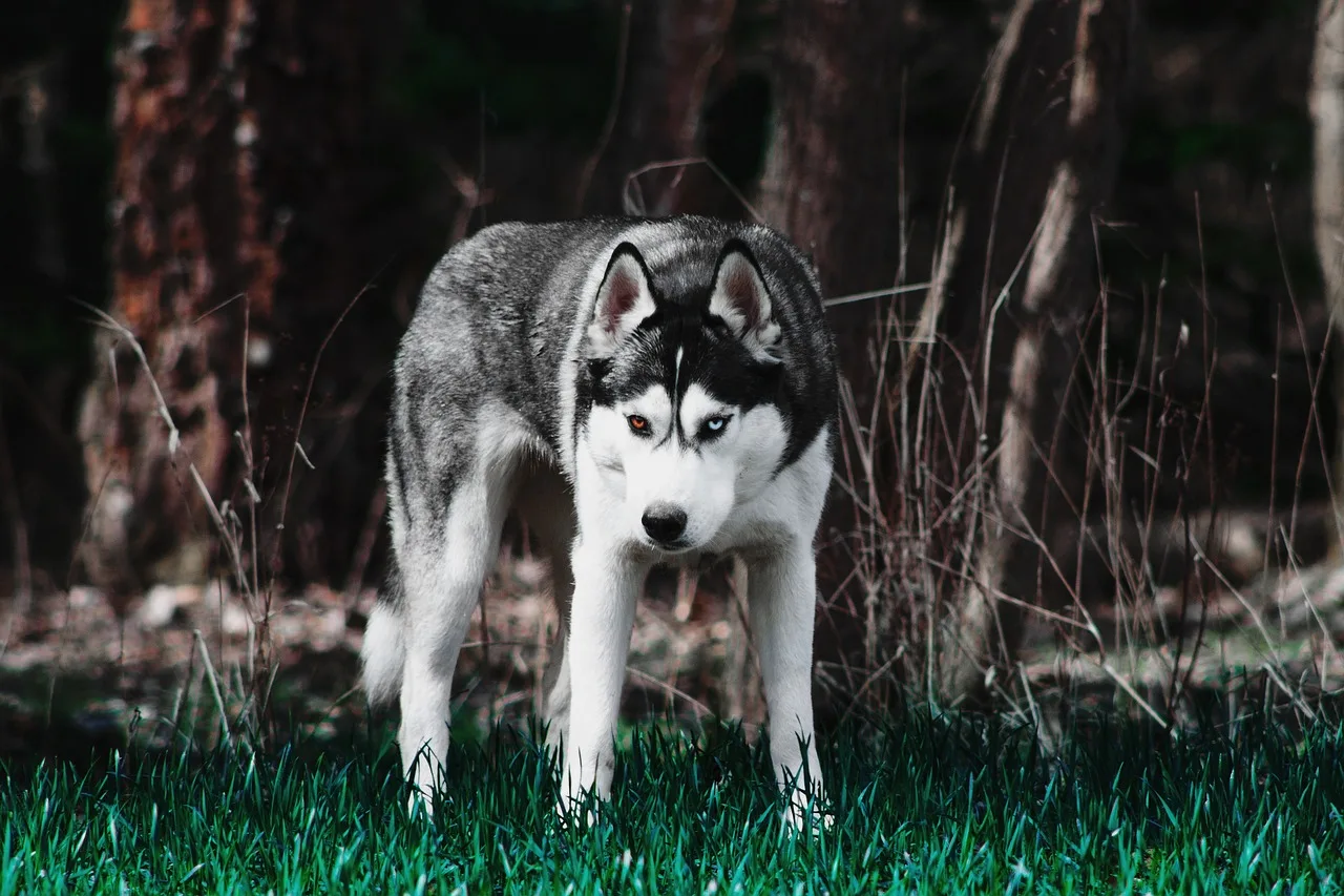 Sibirya husky kar altında heyecanlı portre fotoğrafı