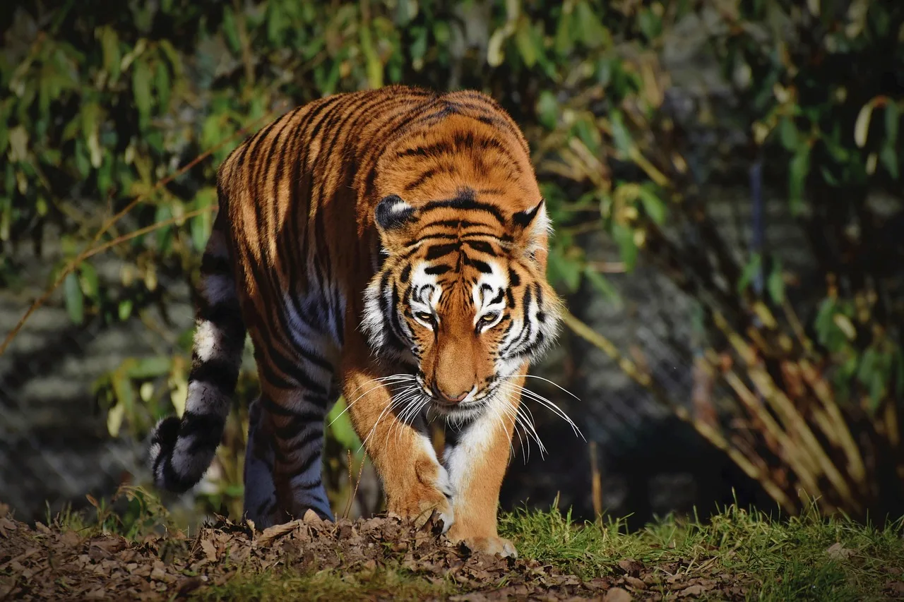 Sibirya kaplanı başı – vahşi kedi portresi