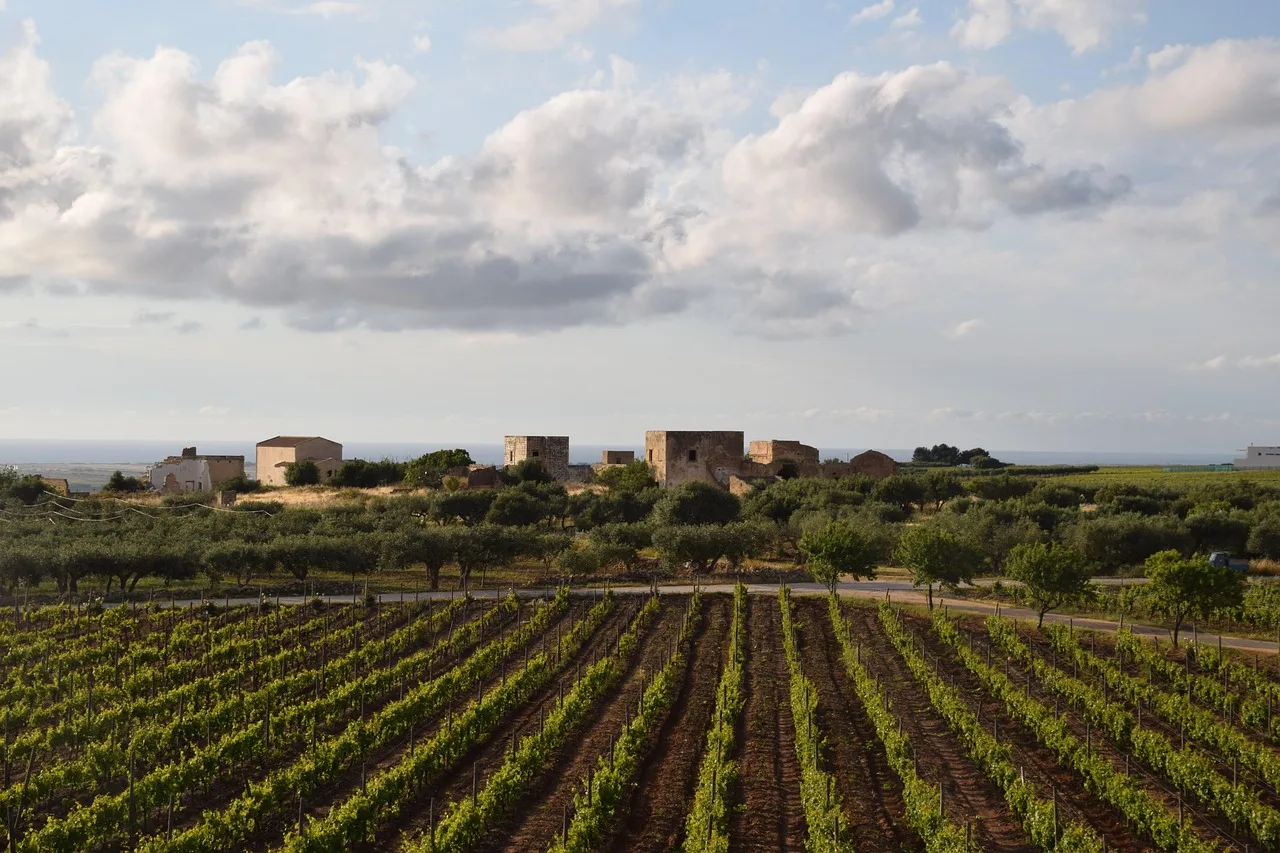 Sicilya Marsala bağları panoramik manzara