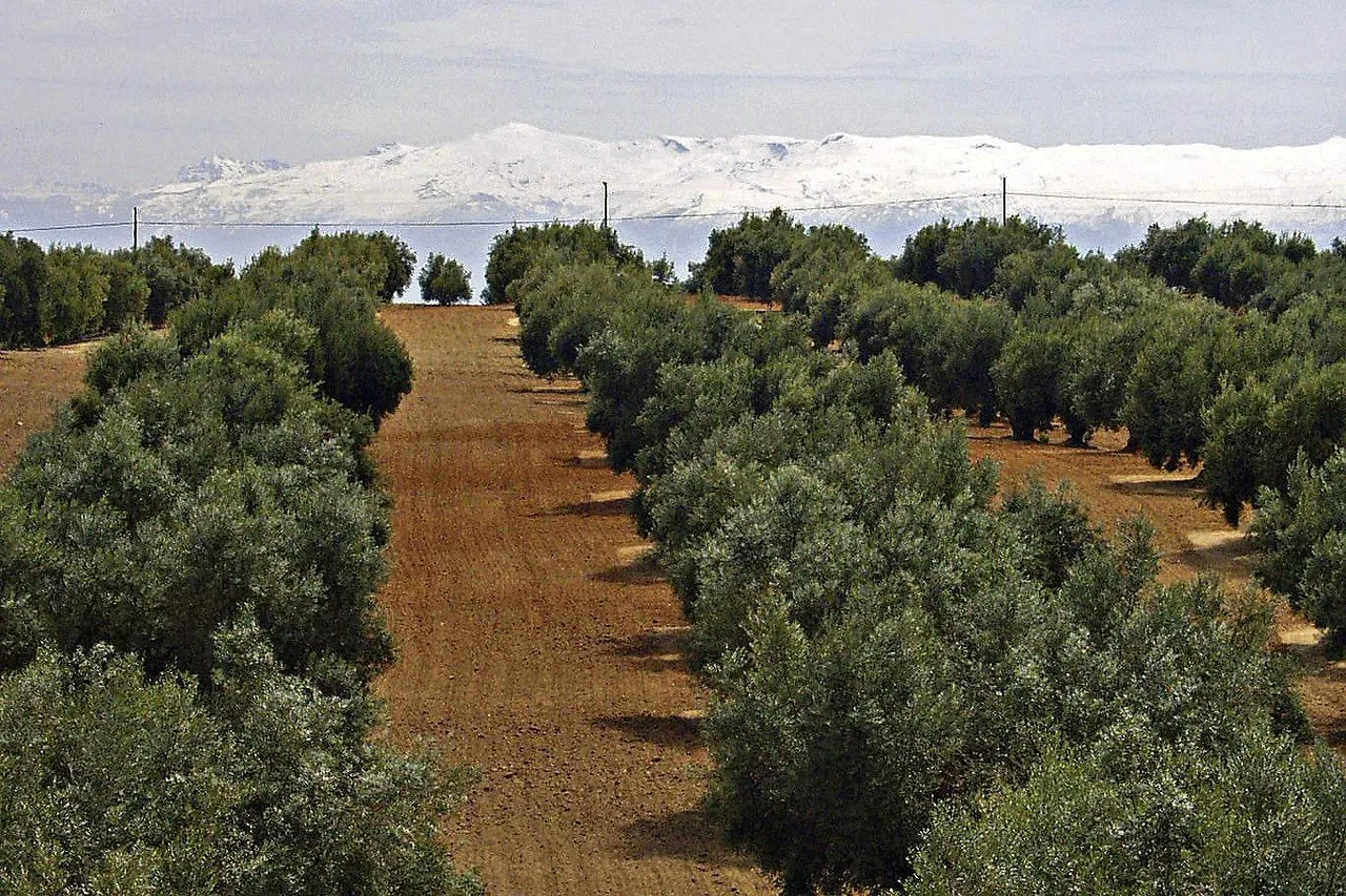 Sierra Nevada karla kaplı zeytinlik manzarası