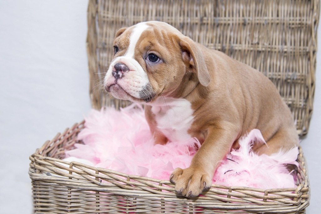 Şık Hasır Sepette Pembe Tüylere Kurulan İngiliz Bulldog Yavrusu