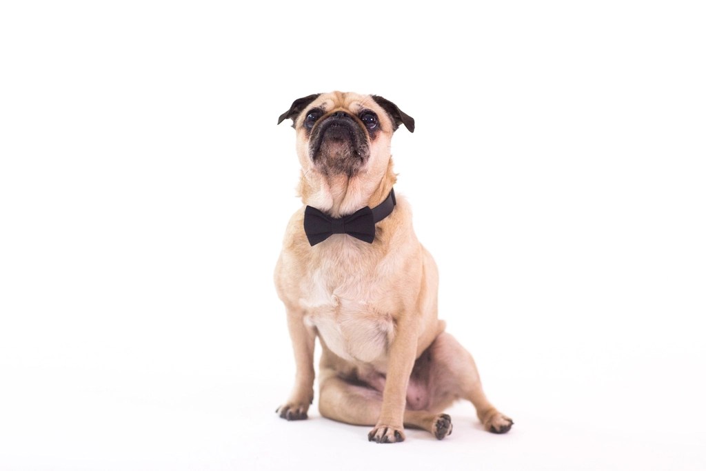 Şık Papyonlu Pug Köpeği: Beyaz Fon Üzerinde Sevimli Evcil Hayvan Portresi