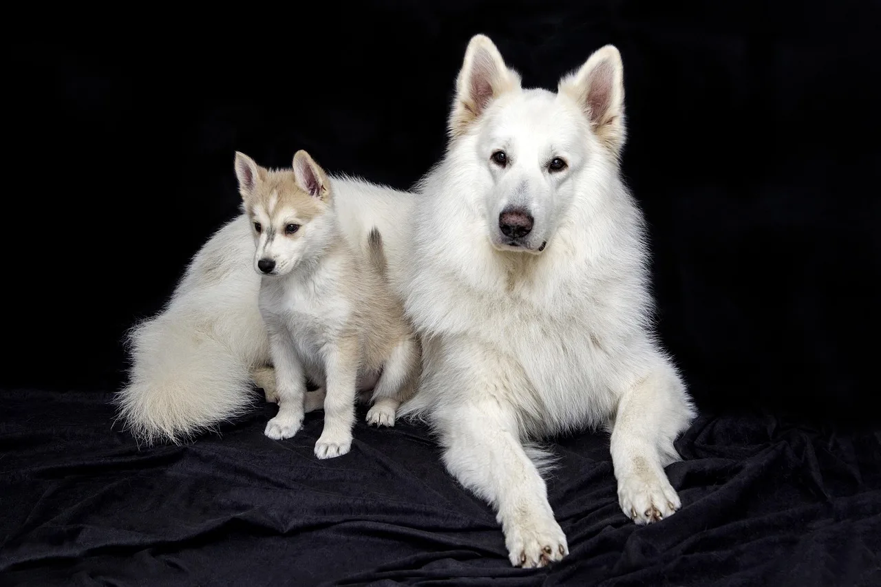 Şirin köpek yavrusu - doğa içinde sevimli evcil hayvan