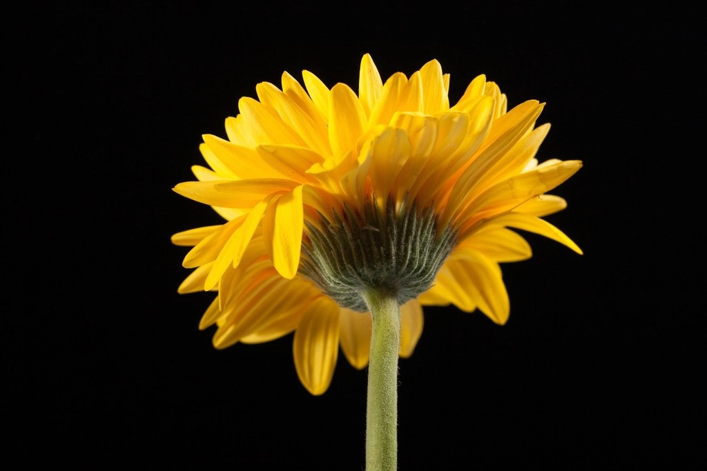 Siyah Arka Planda Yüksek Kontrastlı Sarı Gerbera Çiçeği Makro Görseli