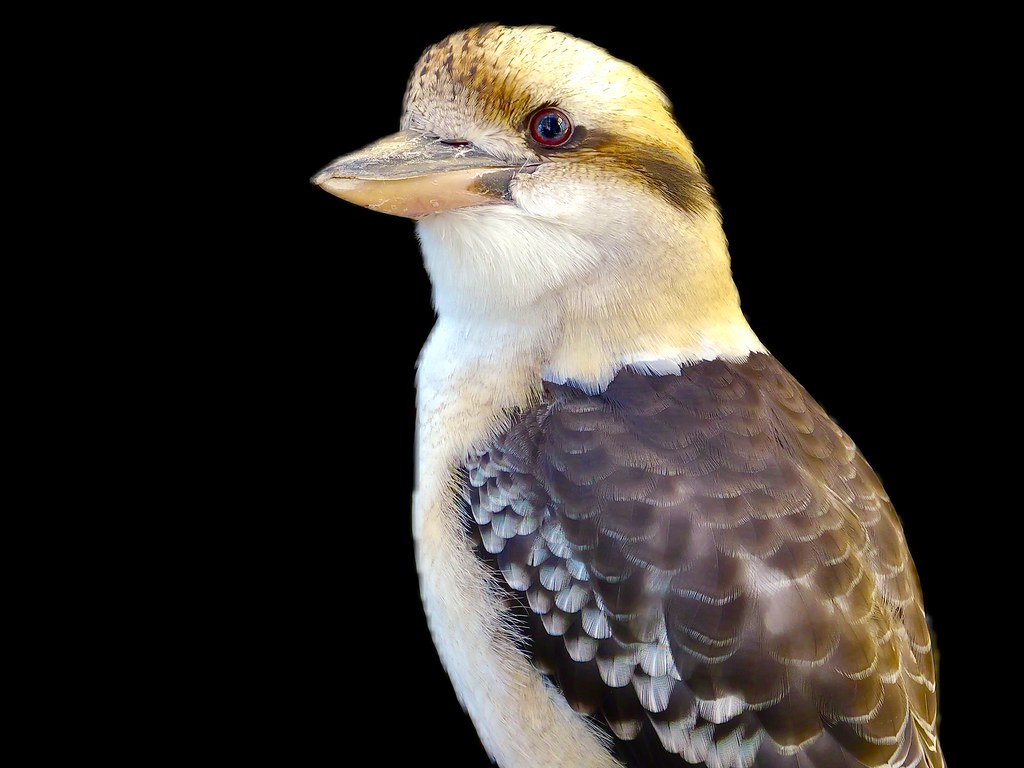 Siyah Arkaplanda Yarı Gözleri Kapalı Dinlenen Kookaburra Kuşu Portresi
