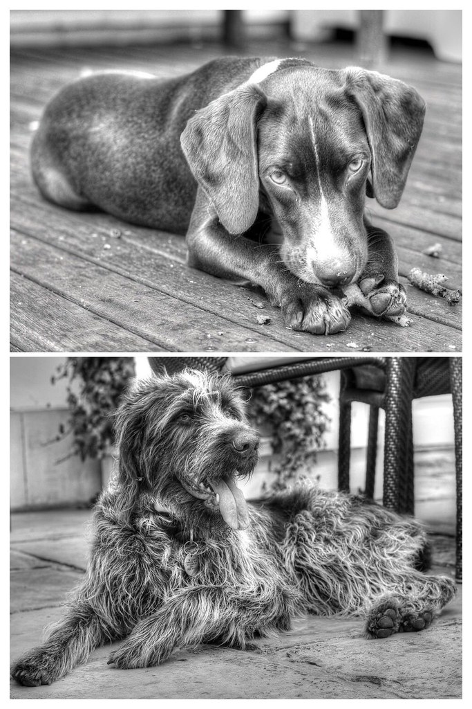 siyah beyaz fotoğraf sanatında zeminde dinlenen iki farklı ırk köpek portresi