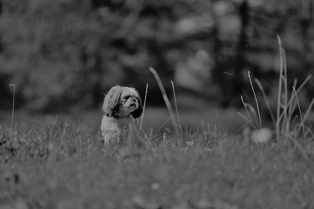 Siyah Beyaz Fotoğrafta Çimler Arasında Oturan Tüylü Sevimli Köpek