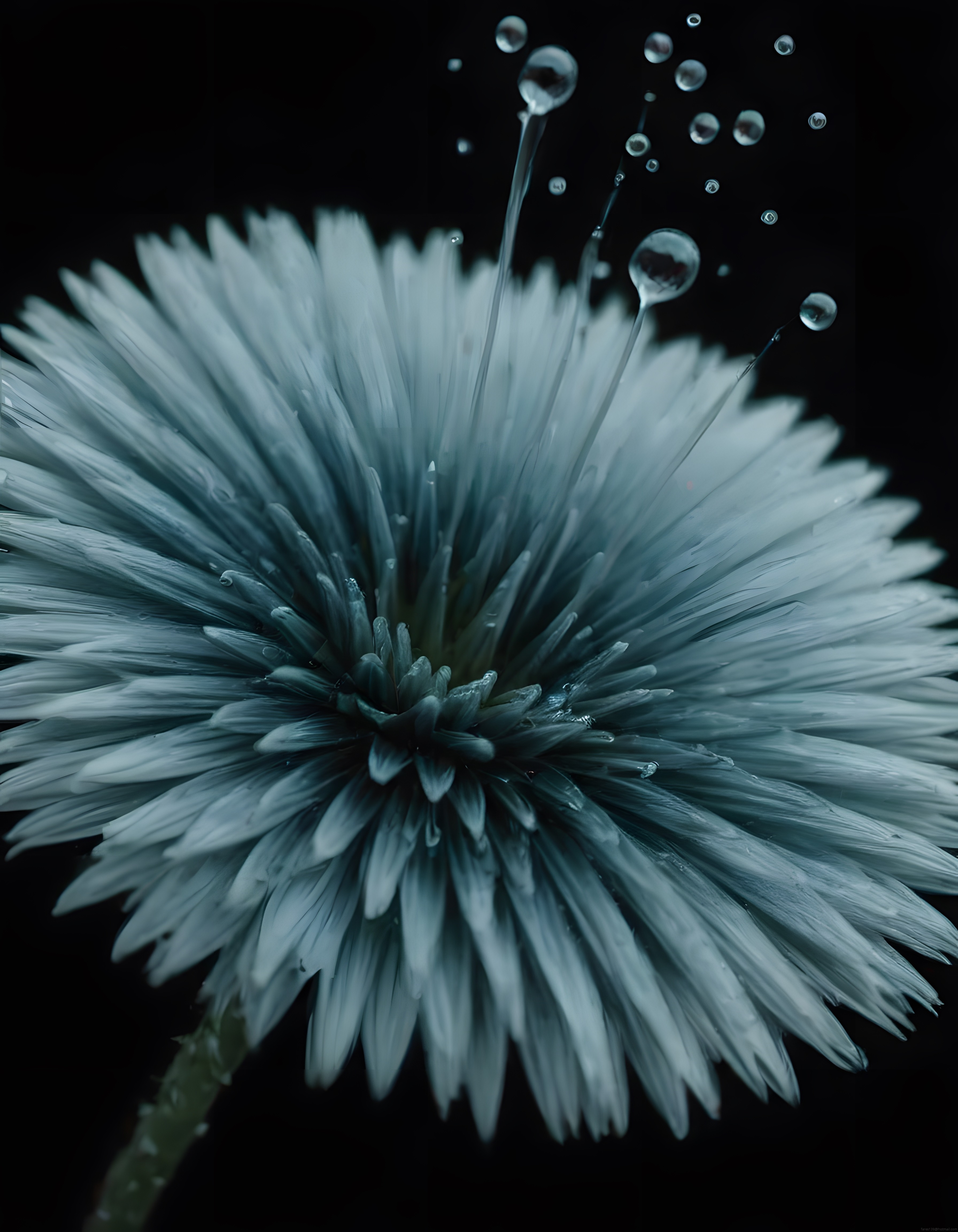 Siyah Fon Üzerinde Su Damlacıklarıyla Dans Eden Mavi Aster Çiçeği