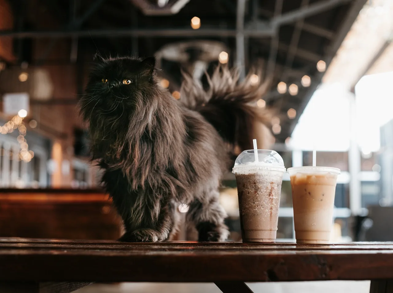 Siyah kedi ve buzlu kahve - kafe ortamı