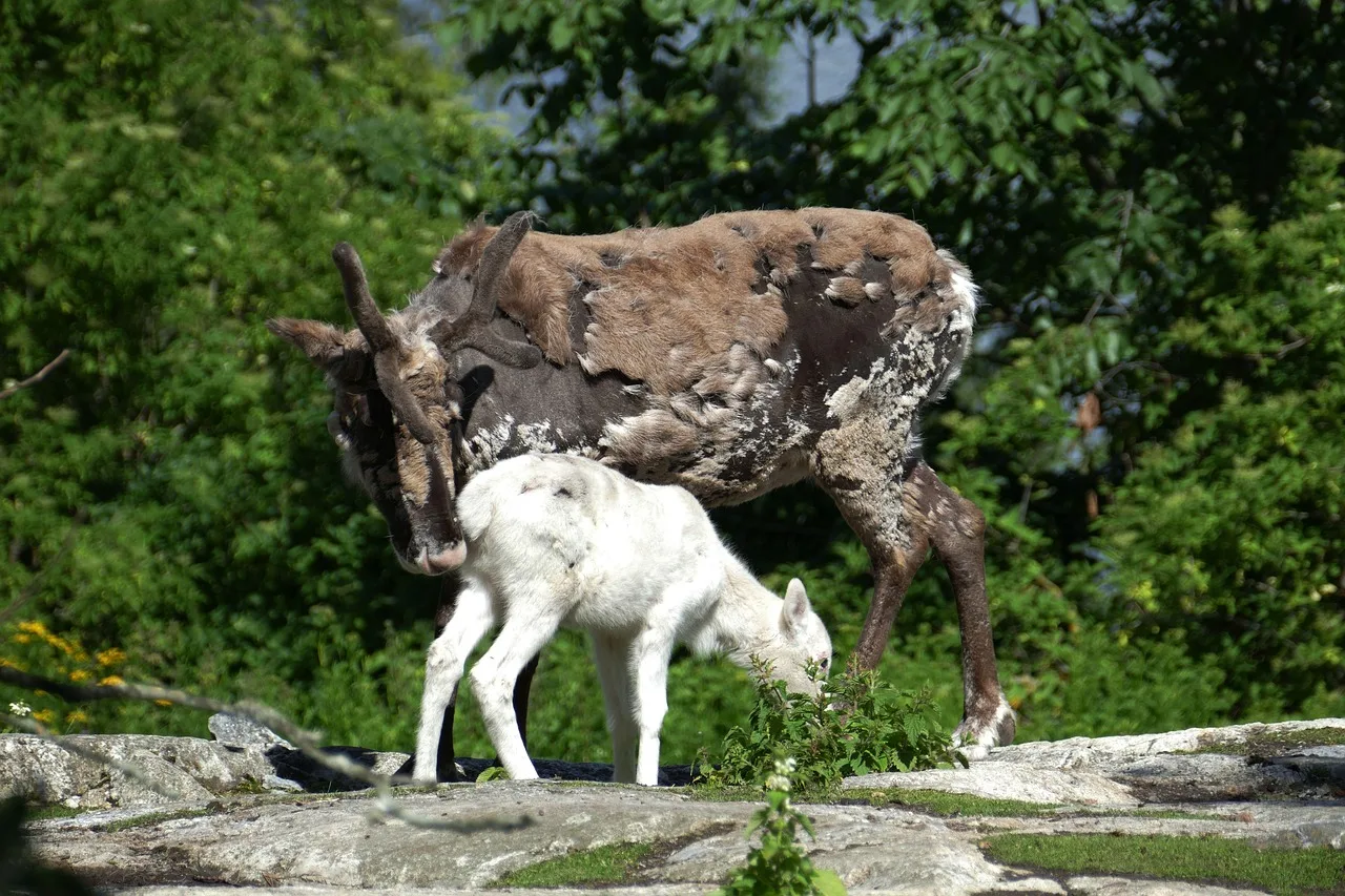 Skansen hayvanları - açıkhava müzesi fotoğrafı Skansen hayvanları - açıkhava müzesi fotoğrafı
