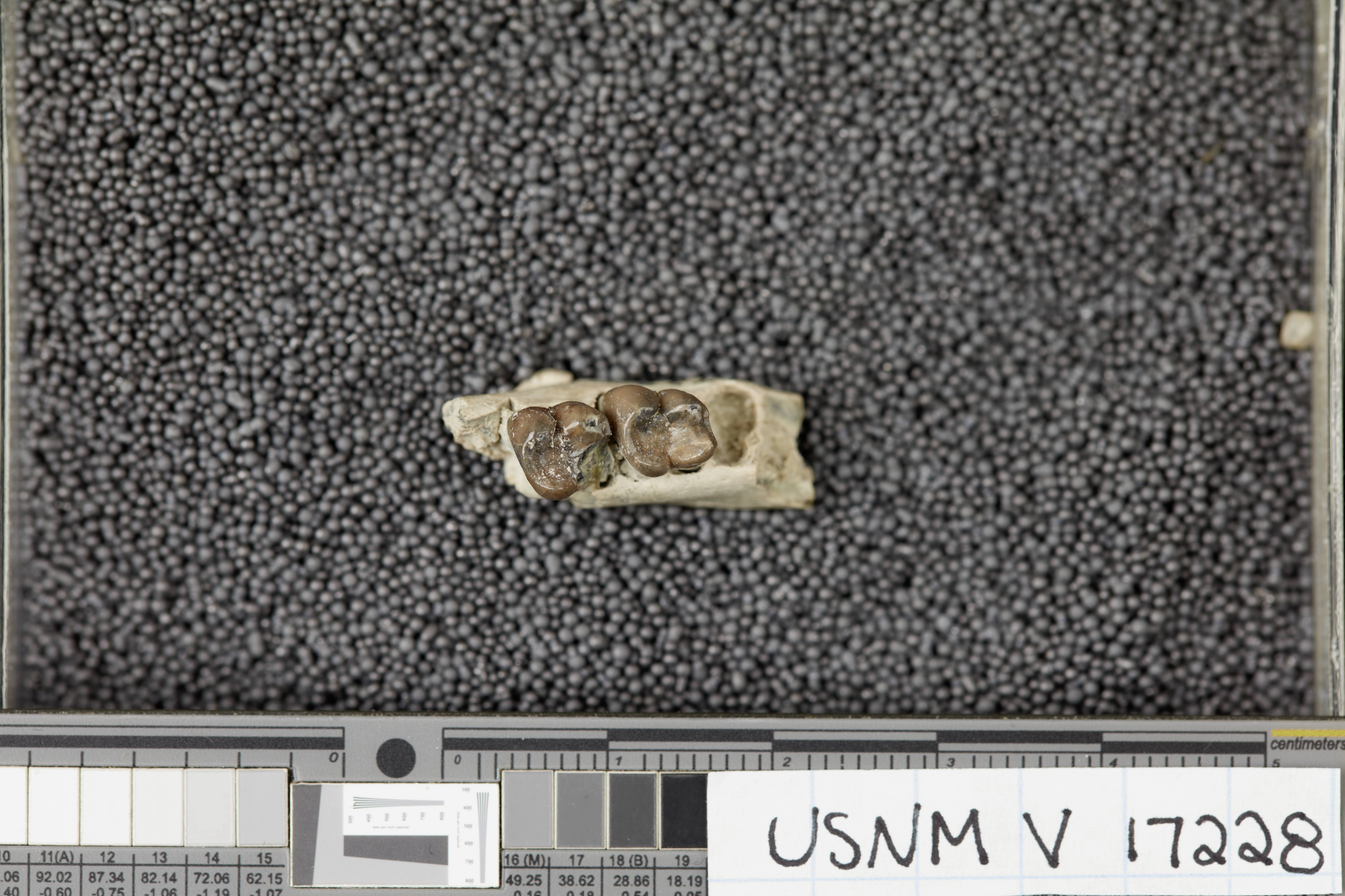 Smithsonian Arşivinden Eski Bir Çene Kemiği Fosili ve Diş Örneği