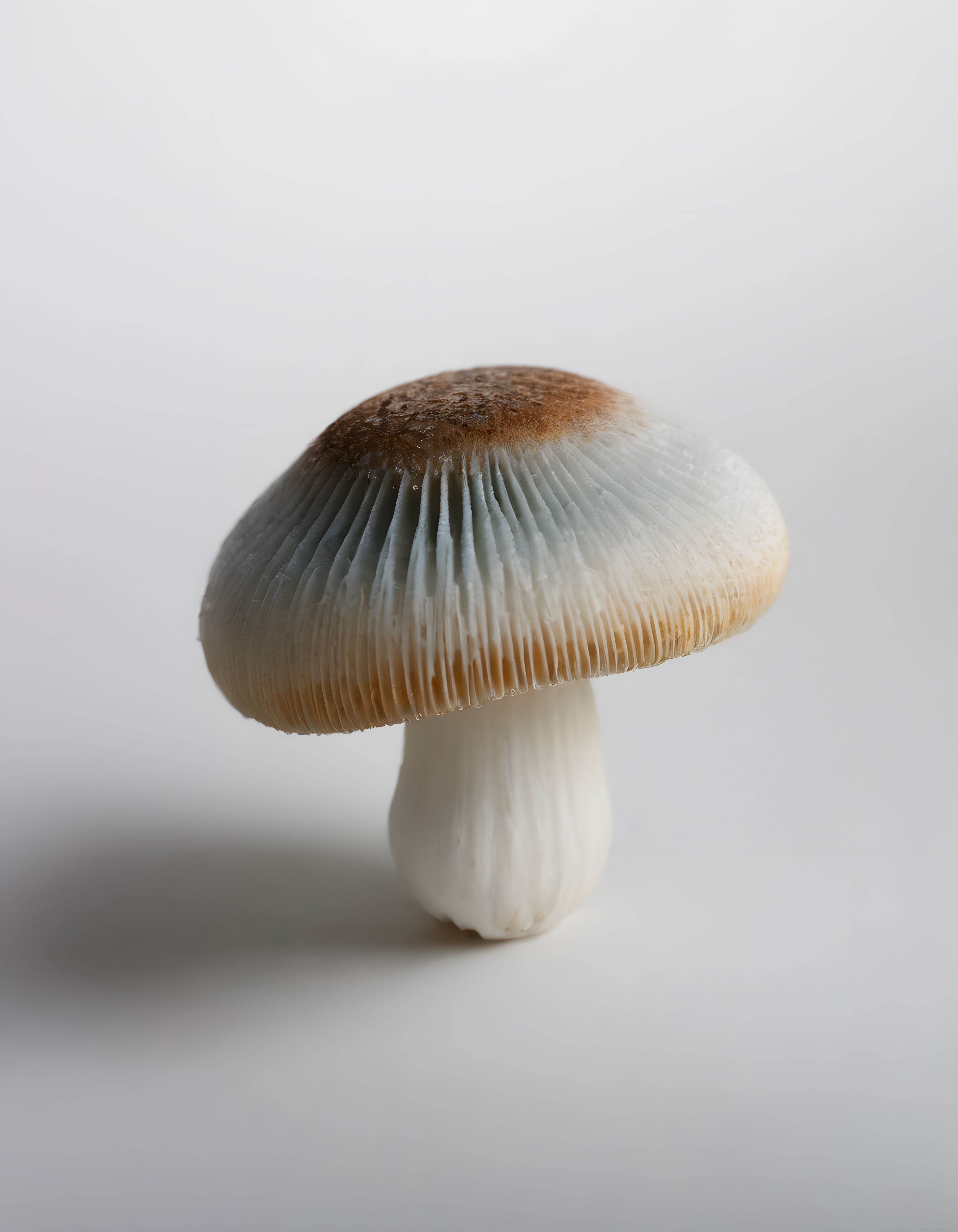 Soft ışıkla aydınlatılmış beyaz arka planda yalnız mantarın sade makro fotoğrafı