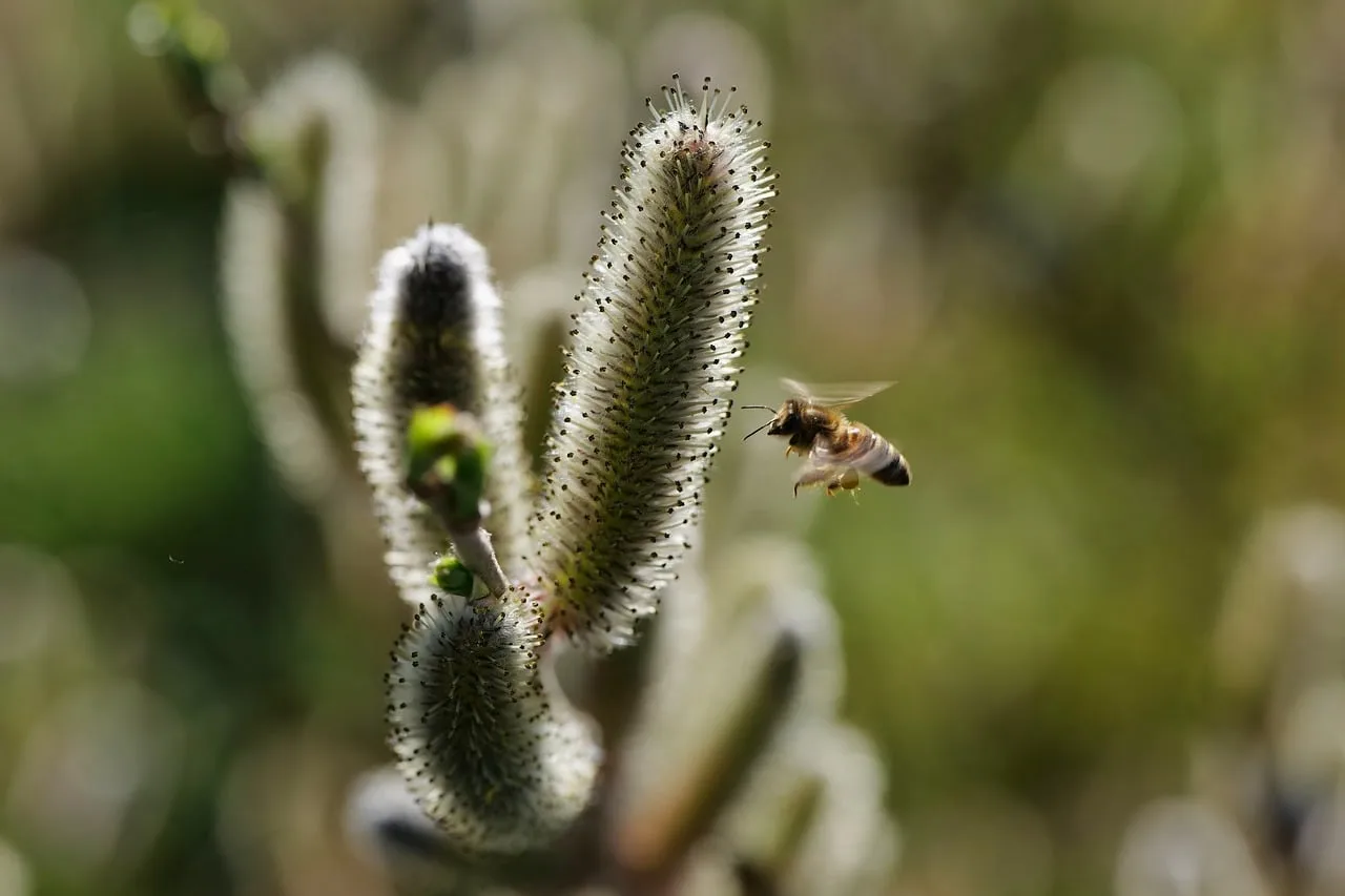 Söğüt dalındaki yabani arı makro fotoğrafı