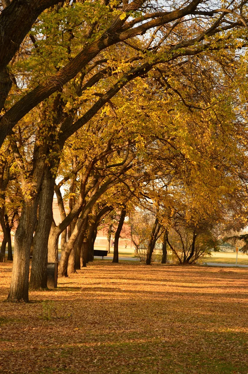 Sonbahar ağacının altındaki park yolu
