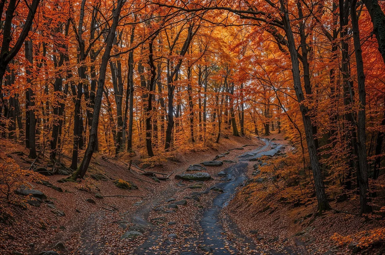 Sonbahar ormanında renkli patika - doğal peyzaj
