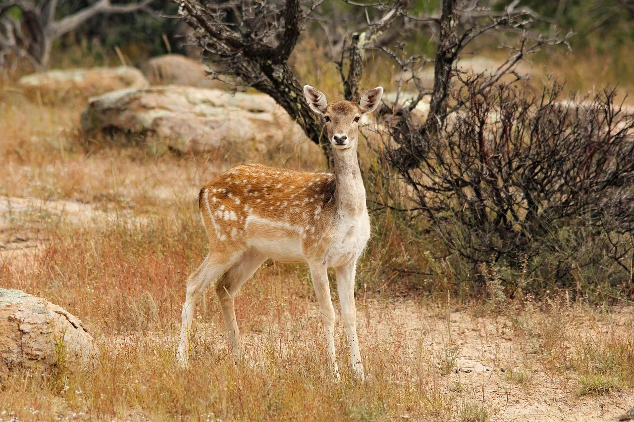Sonbaharda kayaların üzerinde alageyik fotoğrafı