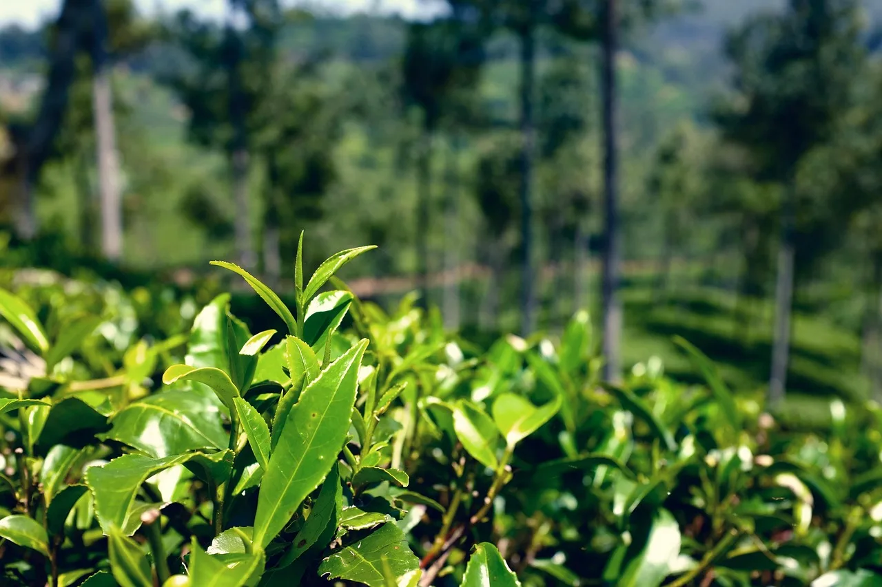 Sri Lanka çay plantasyonu - yeşil doğa manzarası