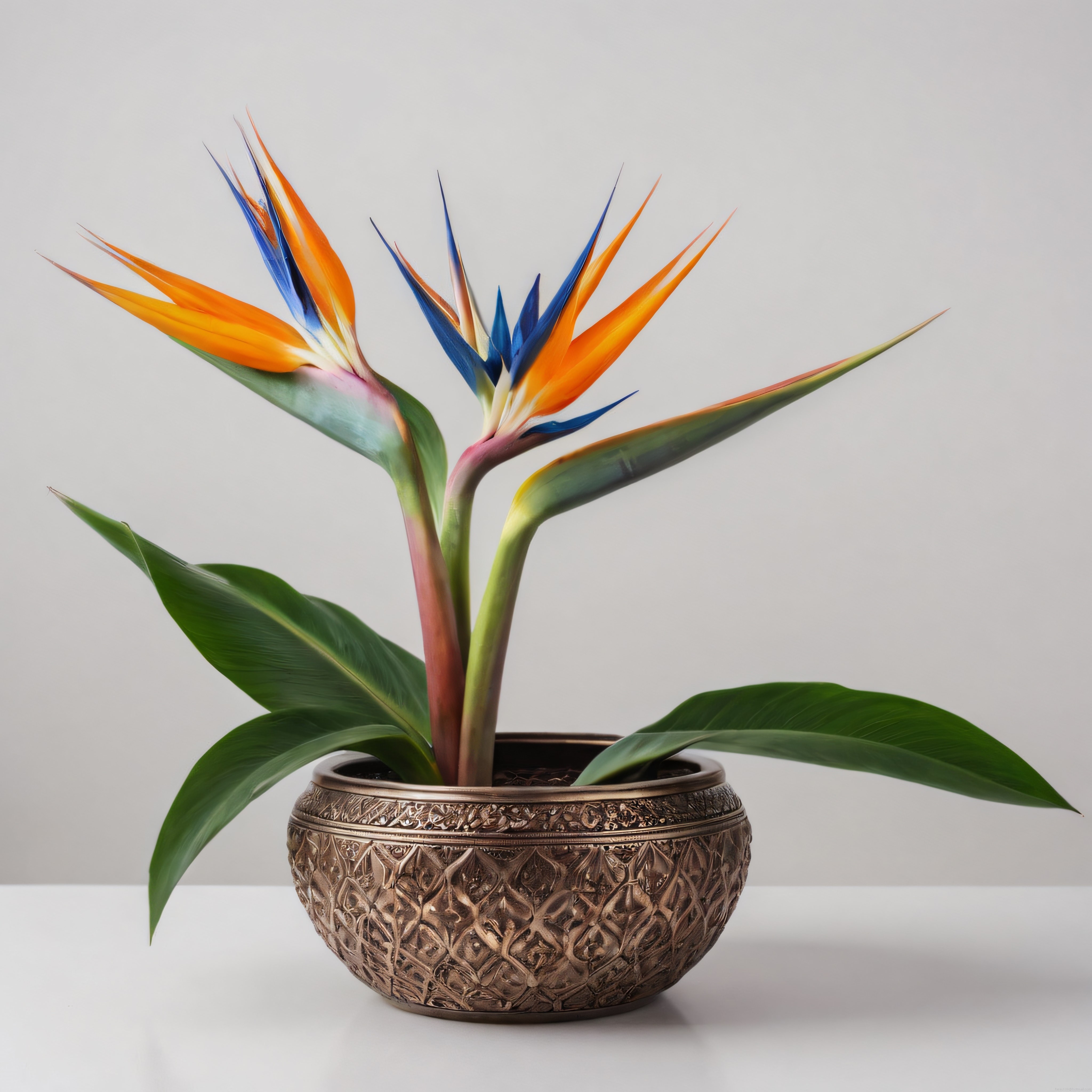 Strelitzia Reginae: Dekoratif Saksıda Cennet Kuşu Çiçeği Stüdyo Fotoğrafı