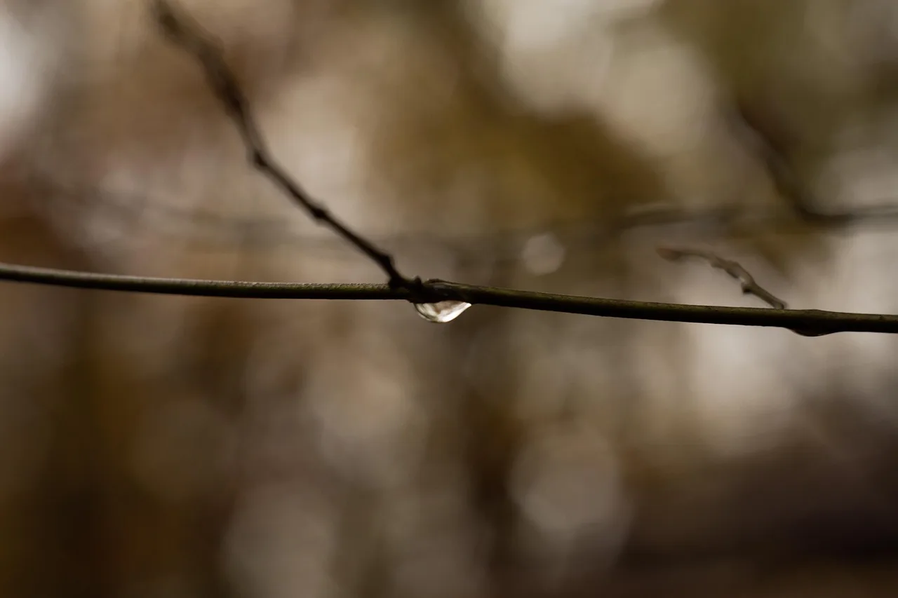 Su damlası ve dalgalı dal bokeh fotoğrafı