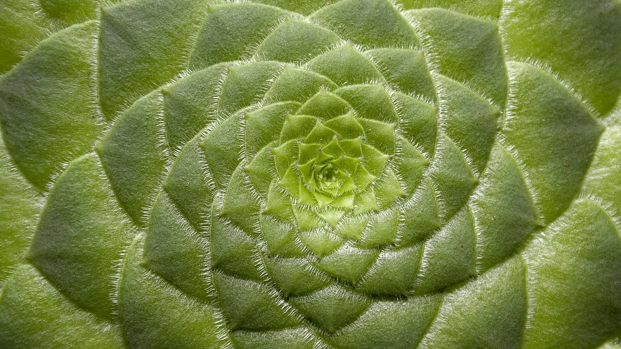 Sukulent bitki makro fotoğrafı - doğal süsbitki