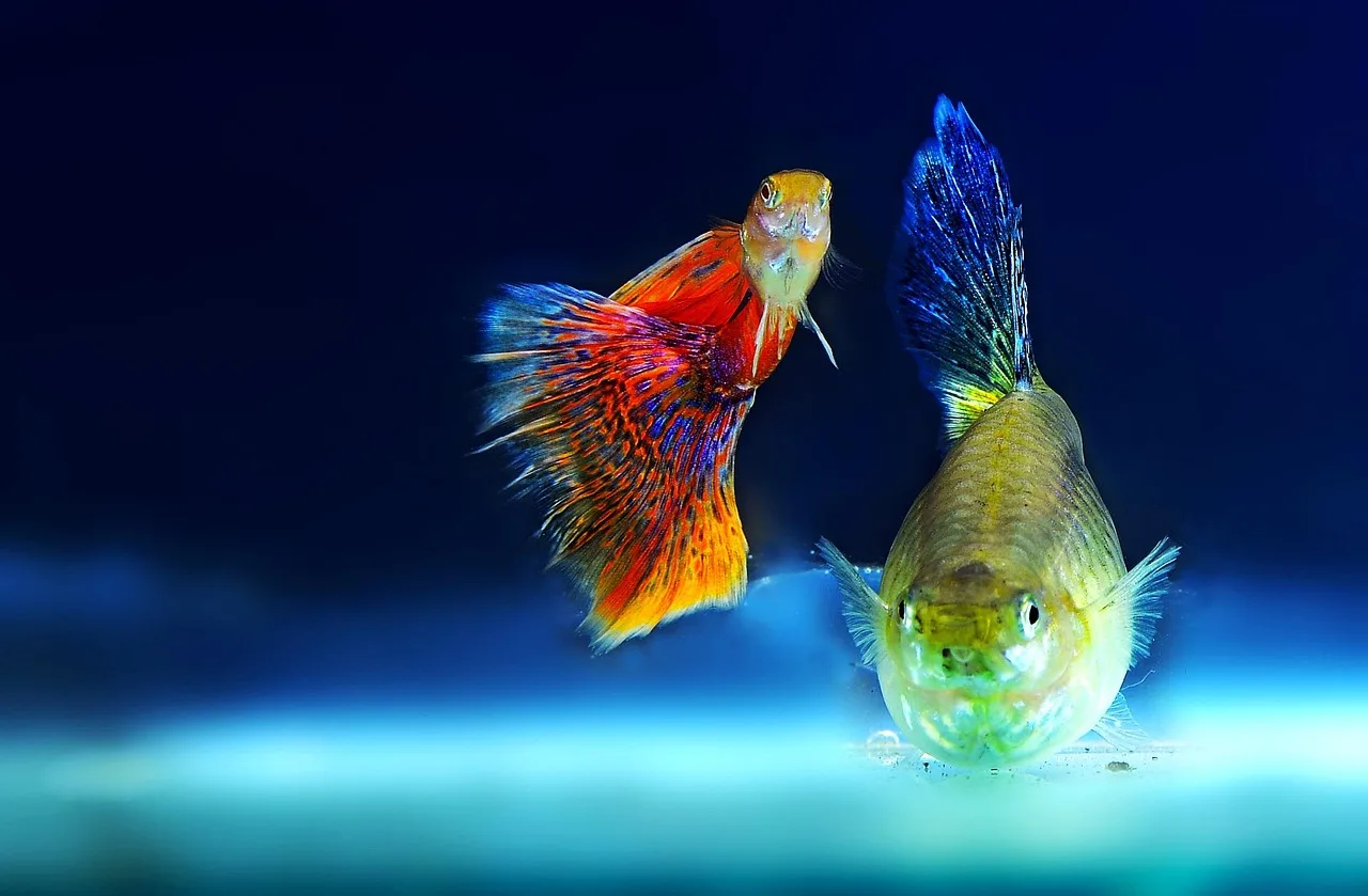 Süs balığı akvaryum fotoğrafı - renkli sualtı