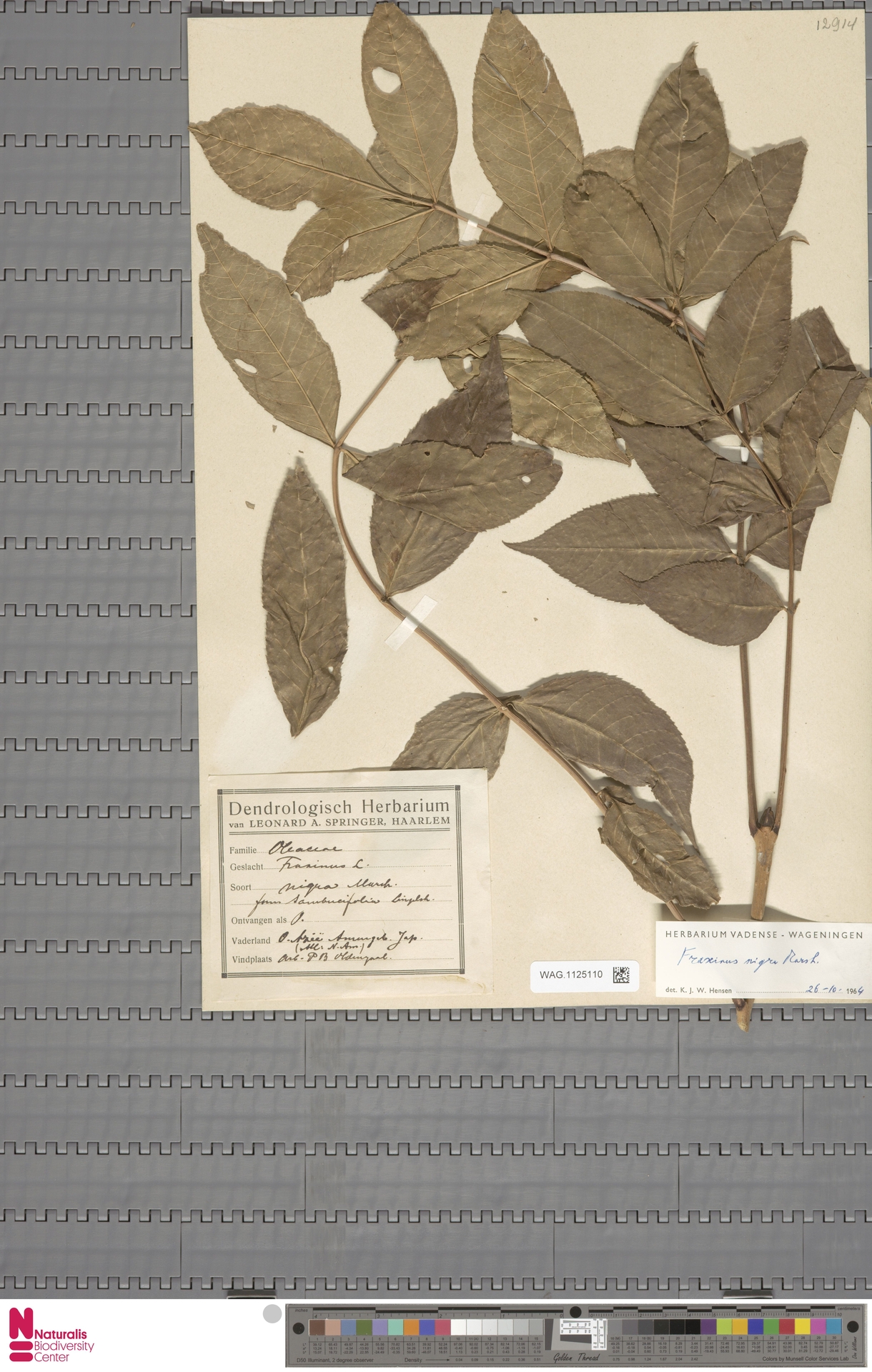 Tarihi Herbarium Örneği: Kurutulmuş Dişbudak Yaprakları ve Botanik Etiketleri
