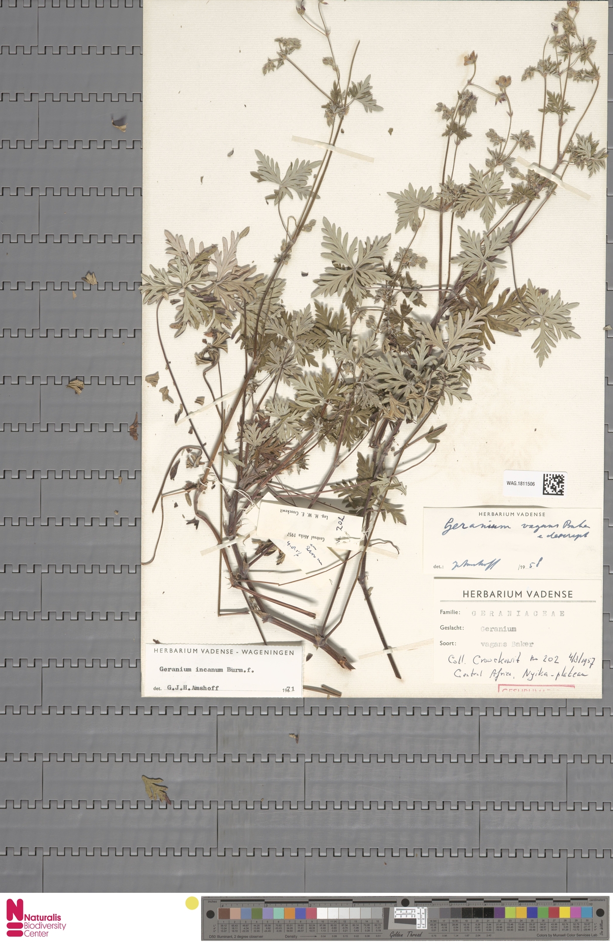 Tarihi Herbarium Vadense Koleksiyonundan Kurutulmuş Bilimsel Bitki Örneği