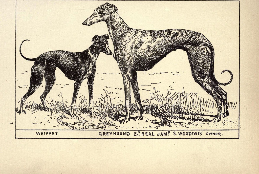 Tarihi Whippet ve Greyhound Köpek Gravürü, Şampiyon Real Jam ve Sahip İsmiyle