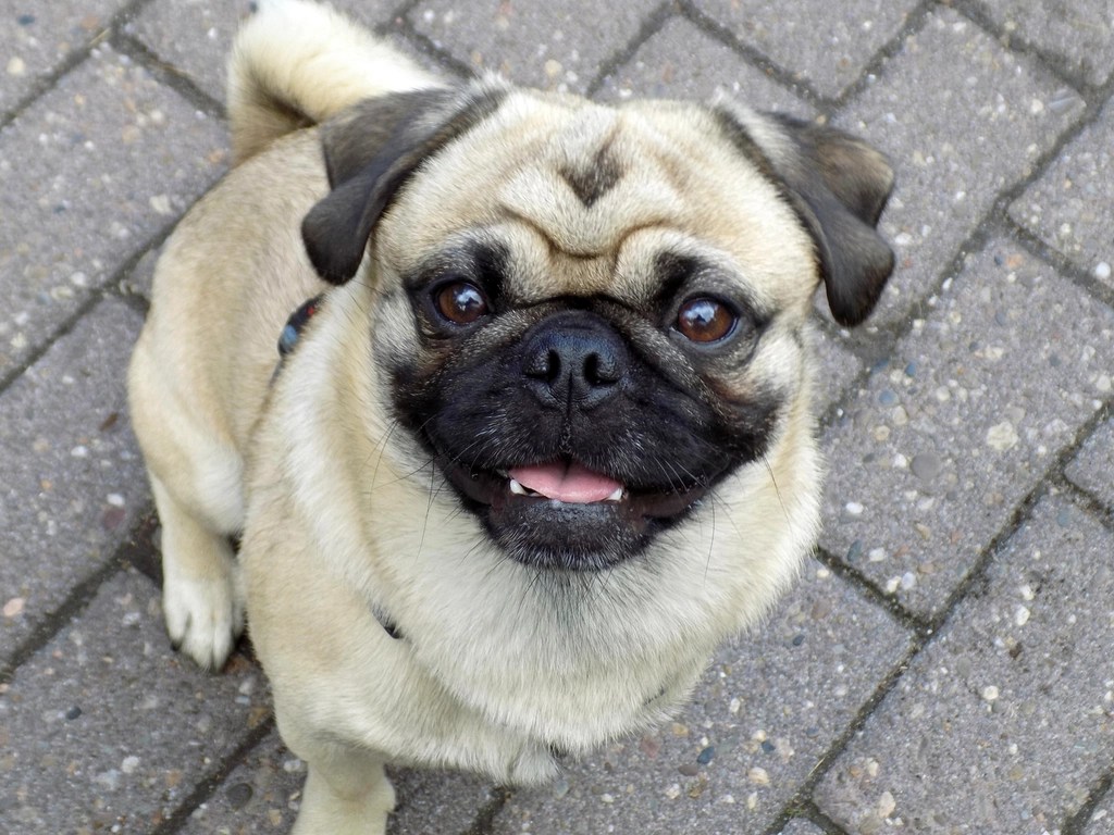 Taş Zeminde Gülümseyen Pug Cinsi Köpek ve Mutlu Köpek Portresi