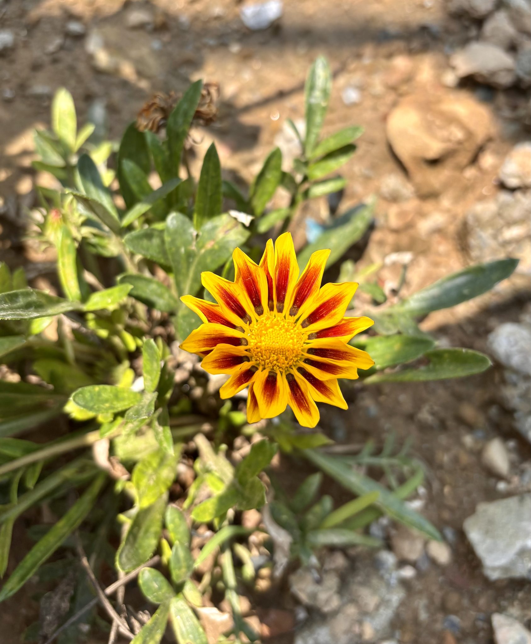 Taşlı Zeminde Yalnız Açan Gazania Çiçeği ve Doğal Yeşil Yapraklar