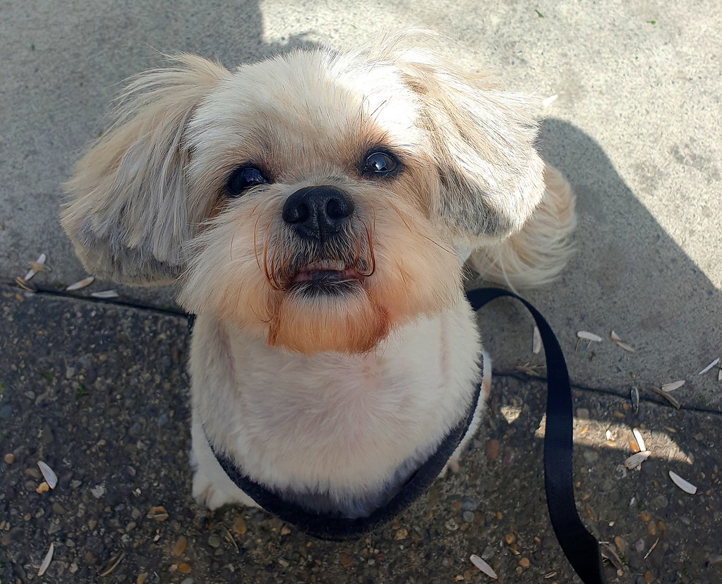 Tasmalı Sevimli Shih Tzu Cinsi Köpek Dışarıda Kameraya Masum Gözlerle Bakıyor