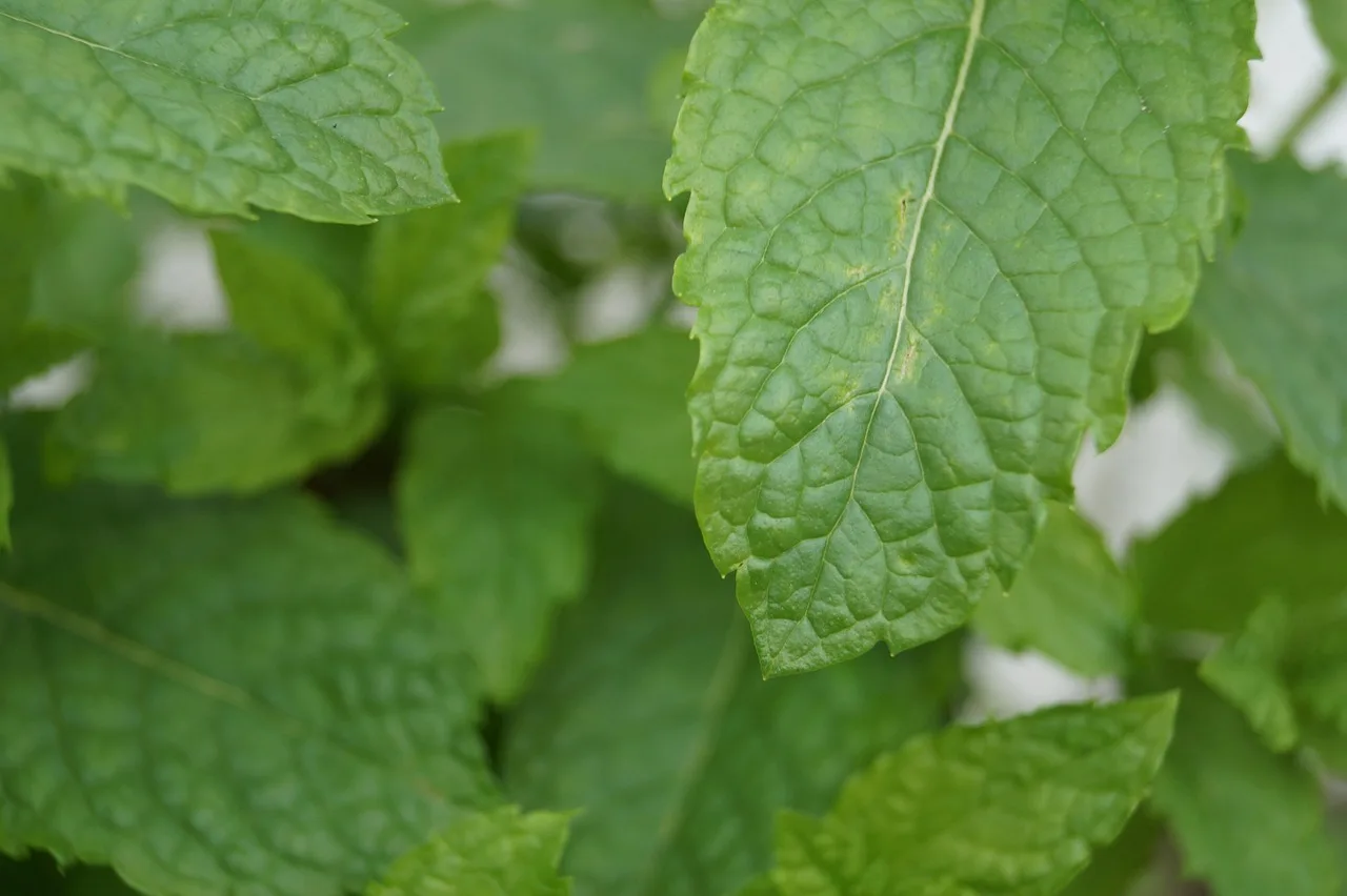 Taze nane yaprakları bahçe fotoğrafı - yeşil aroma