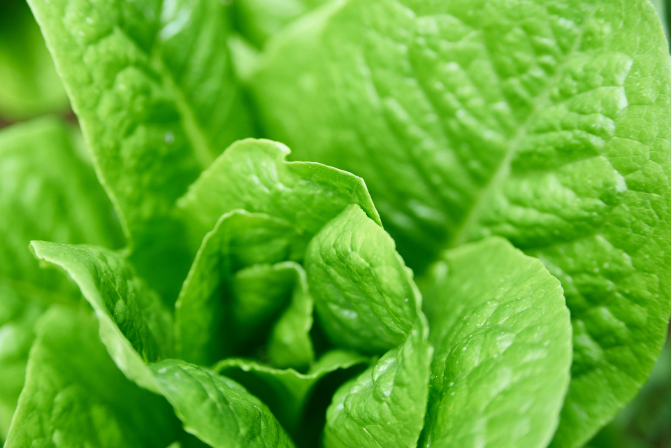 Taze Salata Yeşilliğinde Su Damlacıkları ile Doğal ve Canlı Makro Çekim
