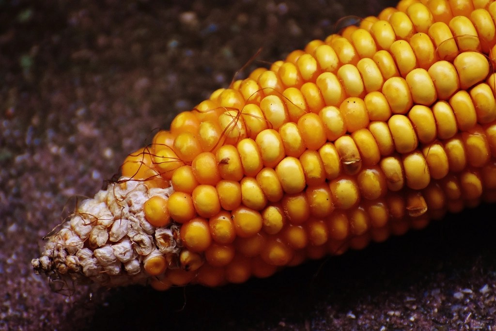 Taze Sarı Mısır Koçanının Yakın Plan Makro Fotoğrafı ve Doğal Dokusu