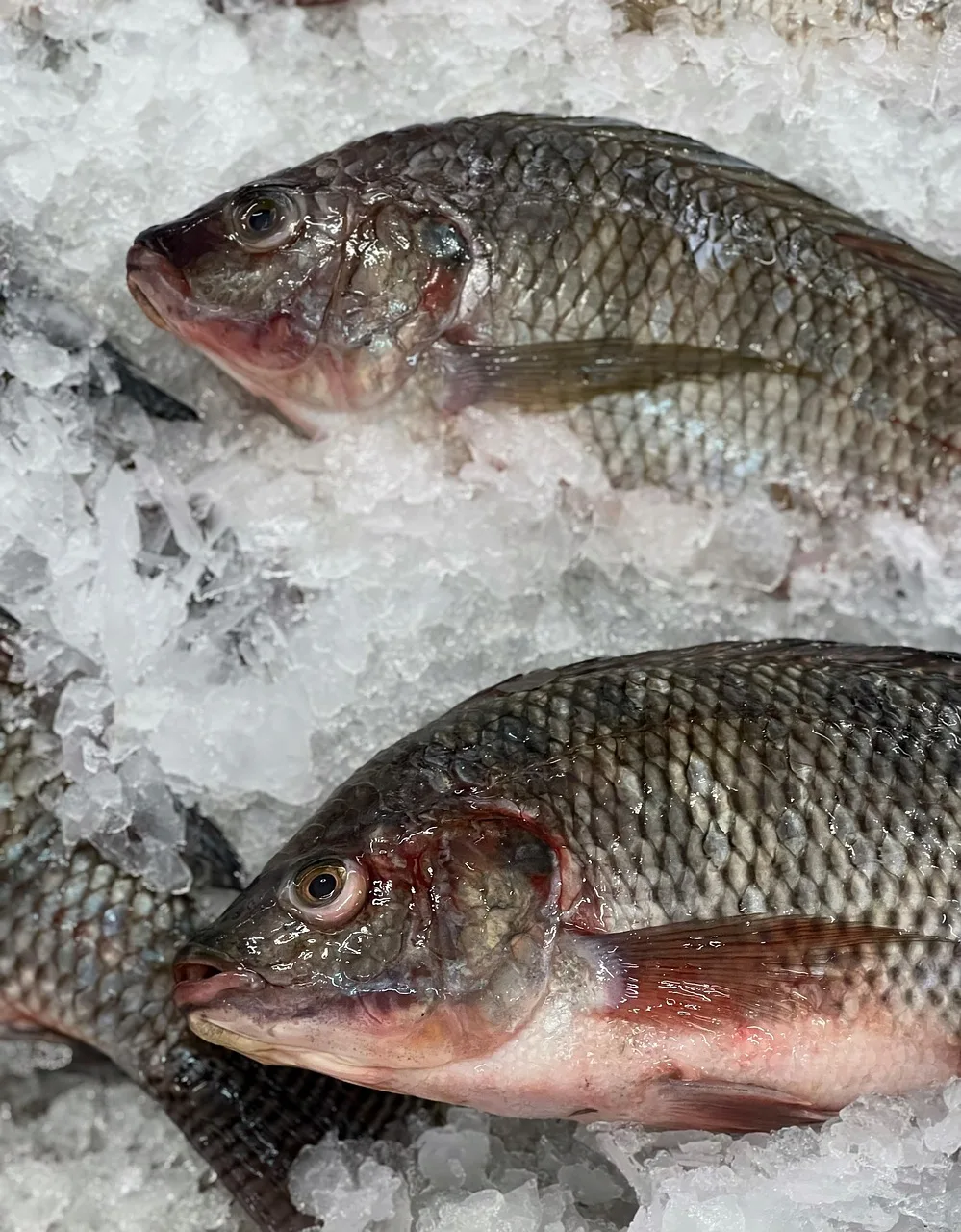 Taze tilapia balığı pazar tezgahı fotoğrafı