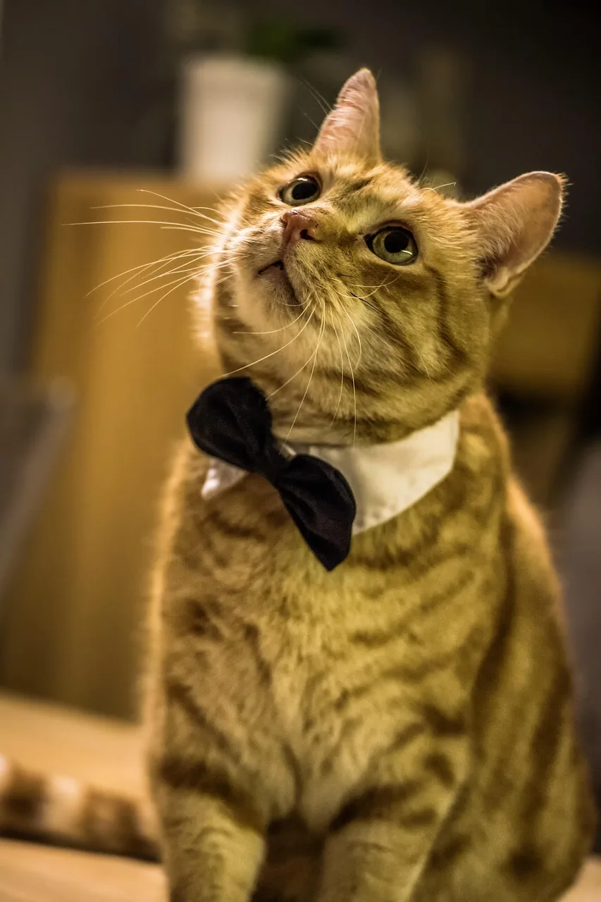 Tekir kedi baş portresi - meraklı bakışlar