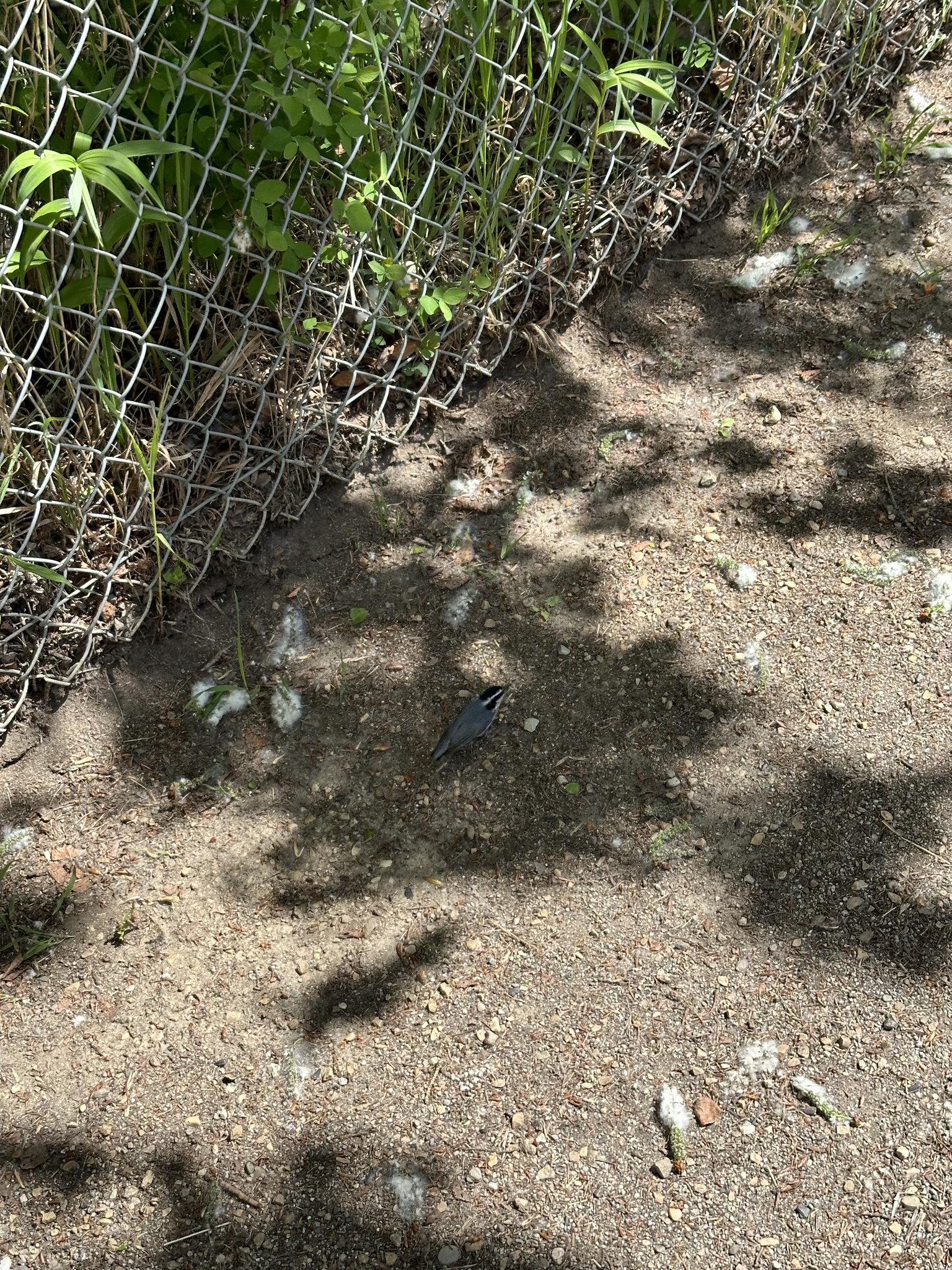 Tel örgü çit yanındaki toprak yolda duran küçük gri kuş ve dal gölgesi anı